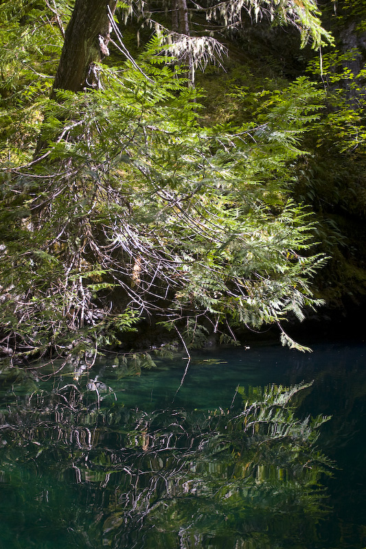 Tree Reflection